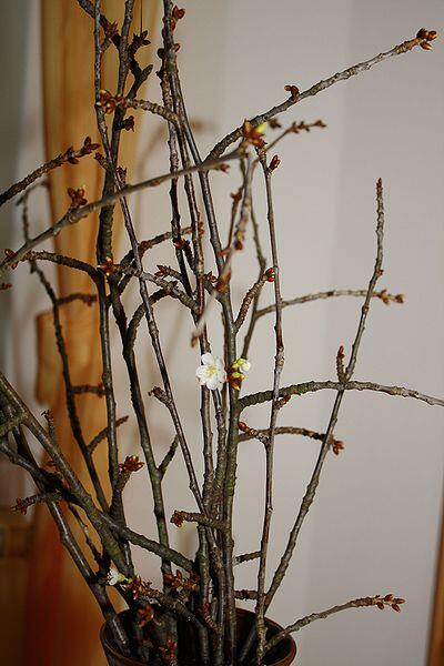 Am Barbaratag stellen Christen Kirschzweige in die Vase, in der Hoffnung, dass sie am Weihnachtstag erblühen. Bild. Karl Gruber