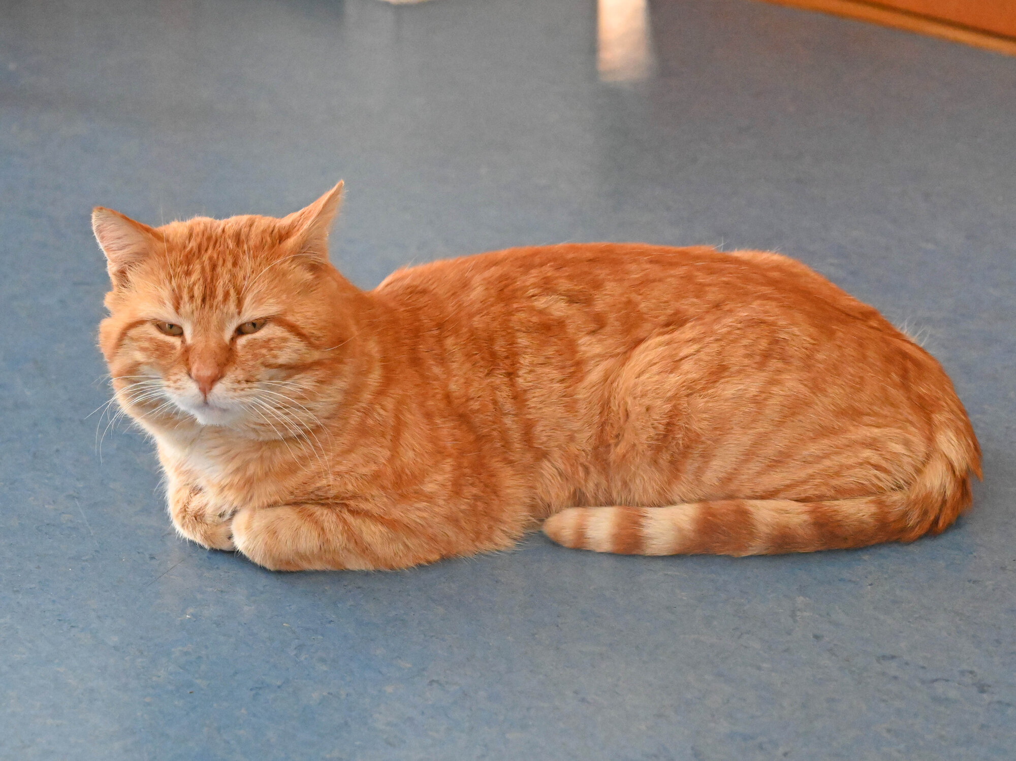 Kater im Pfarrhaus