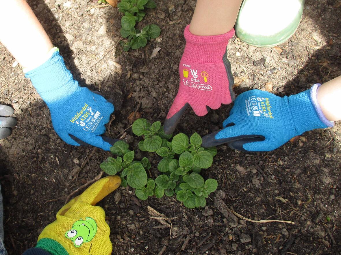 Knollenvielfalt im heimischen Garten: Kartoffelaktion 2026 im Bistum Augsburg (Foto: Kartoffelaktion)